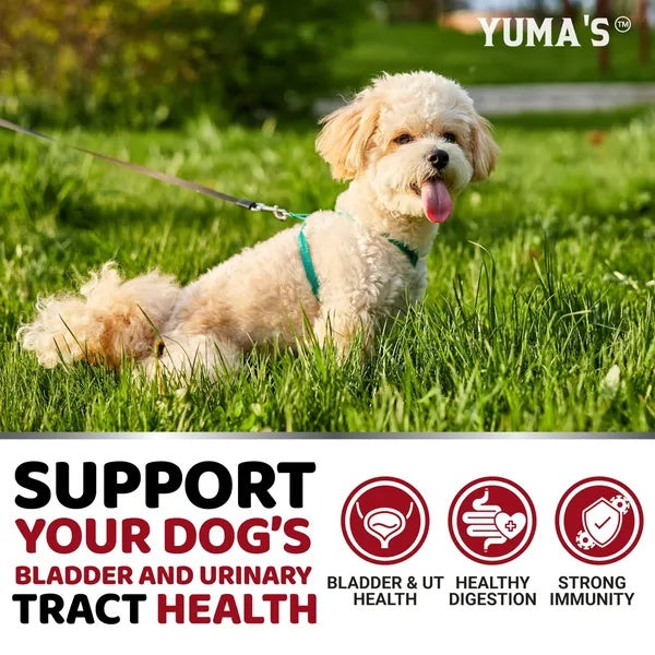 Dog UTI Treatment 170 Treats Cranberry Supplement For Dogs Bladder Control For Dogs